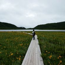 雄国沼の木道。両脇にはニッコウキスゲの花々。