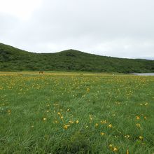 山裾まで続く群落の木道を歩く登山者。