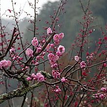 香山公園内に咲く梅の花