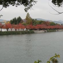 紅葉がきれい。