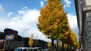 イチョウの木が美しかったです