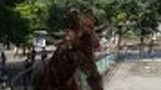 うまく見せる工夫がすごい