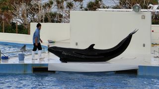 美ら海水族館にきたら必ずここに寄りましょう。