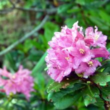 アルペンローズも満開