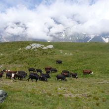 牛の放牧場でもある