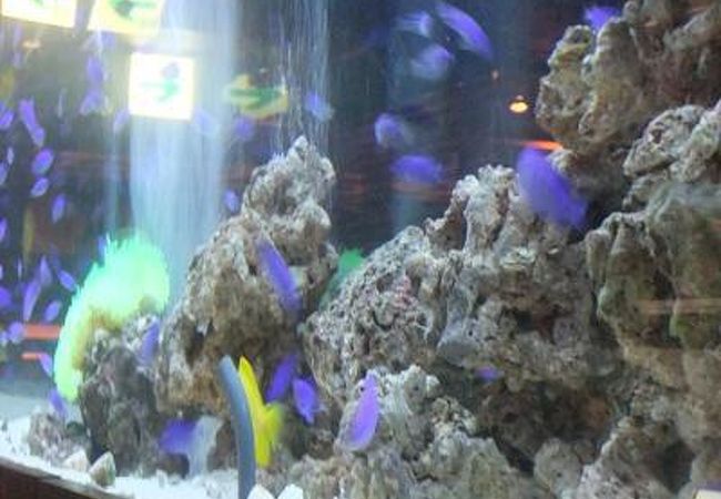 アクアリウムダイニングバー銀座ライム クチコミ アクセス 営業時間 銀座 有楽町 日比谷 フォートラベル