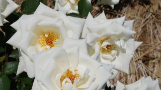 春のバラフェスタ