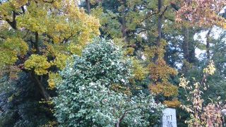 紅葉が美しい！