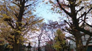 イチョウの絨毯が見事！