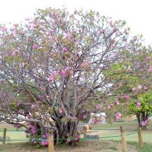 芝生の公園です