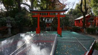 悠々と錦鯉が泳いでいました