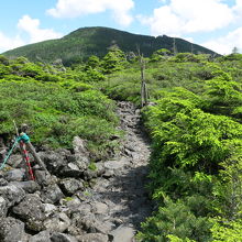夏の姿（2014/7撮影）