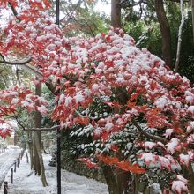 赤い紅葉が残っていて。