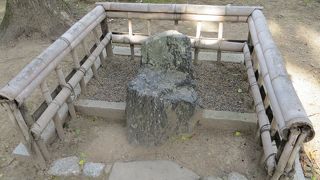 銀杏が見事に色づいて。