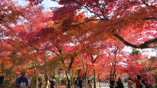 今年も見事。紅葉が真っ盛り。