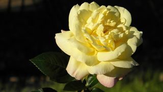 多種多様な植物の宝庫。