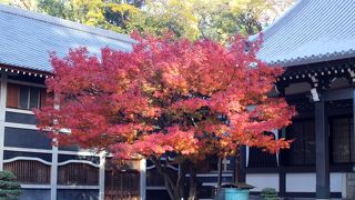 境内のもみじが綺麗でした