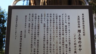 増上寺にある大木