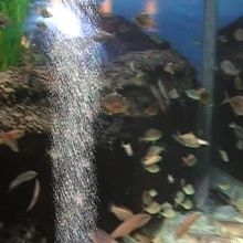 宍道湖に生息する魚たち。