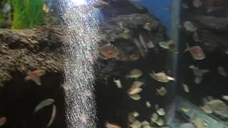 宍道湖に生息する生き物たちの勉強になります。