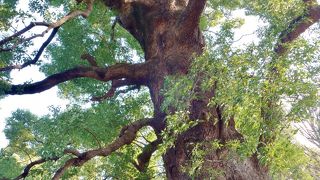 風格を感じる巨木です