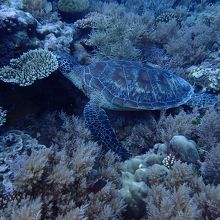 ウミガメさ〜〜ん