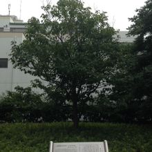 幸田文の死後寄贈された樹木