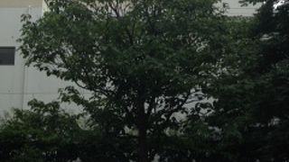 名前のとおり白い花がさくそうだ