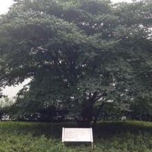 サトウハチローの家から移植されたはぜの木