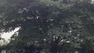 サトウハチローの自宅にあった木らしい