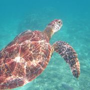 ウミガメと会えました。