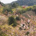 何度行っても楽しい清水寺
