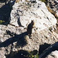リス君。カメラを向けるとポーズをとってくれます。^^