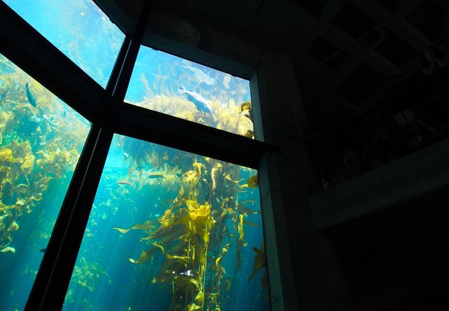 モントレーベイ水族館 クチコミ アクセス 営業時間 モントレー フォートラベル モントレーベイ水族館 クチコミ アクセス 営業時間 モントレー フォートラベル