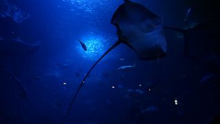 推しメンがオオサンショウウオ