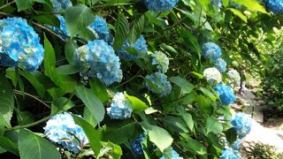 あじさいが有名なお寺