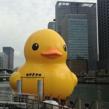 巨大アヒルの圧倒感！