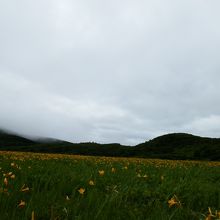 山麓まで広がる、ニッコウキスゲの大群落。