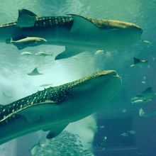 大水槽にいるジンベエザメ