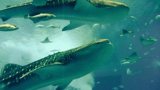 無料で楽しめるゾーンもあり！