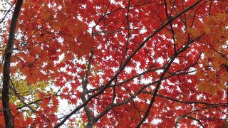 紅葉スポット　滝の上公園を散策