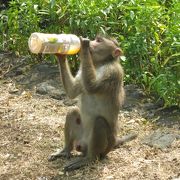 島で飲み物を飲む際は、猿に気を付けて下さい