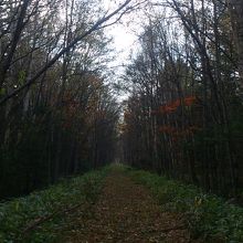 林の中を通って湖を見ます