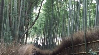 美しい竹林の小道