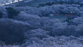 山裾を覆い尽くす桜並木と寝台特急