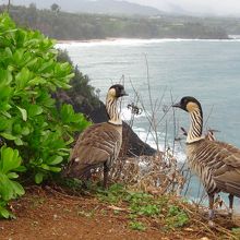 柵の外で休んでいる海鳥です。近づいても逃げませんでした。