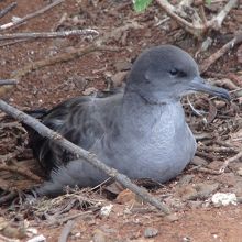 低木の根元の隠れ家から顔を出した海鳥のヒナです。