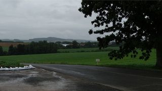 コロンとした木がそれ　＠セブンスターの木