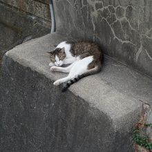 堀で涼む猫