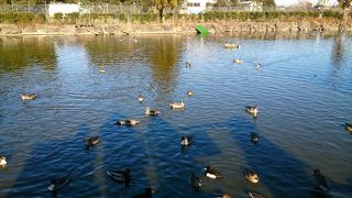 お正月の動物動物公園